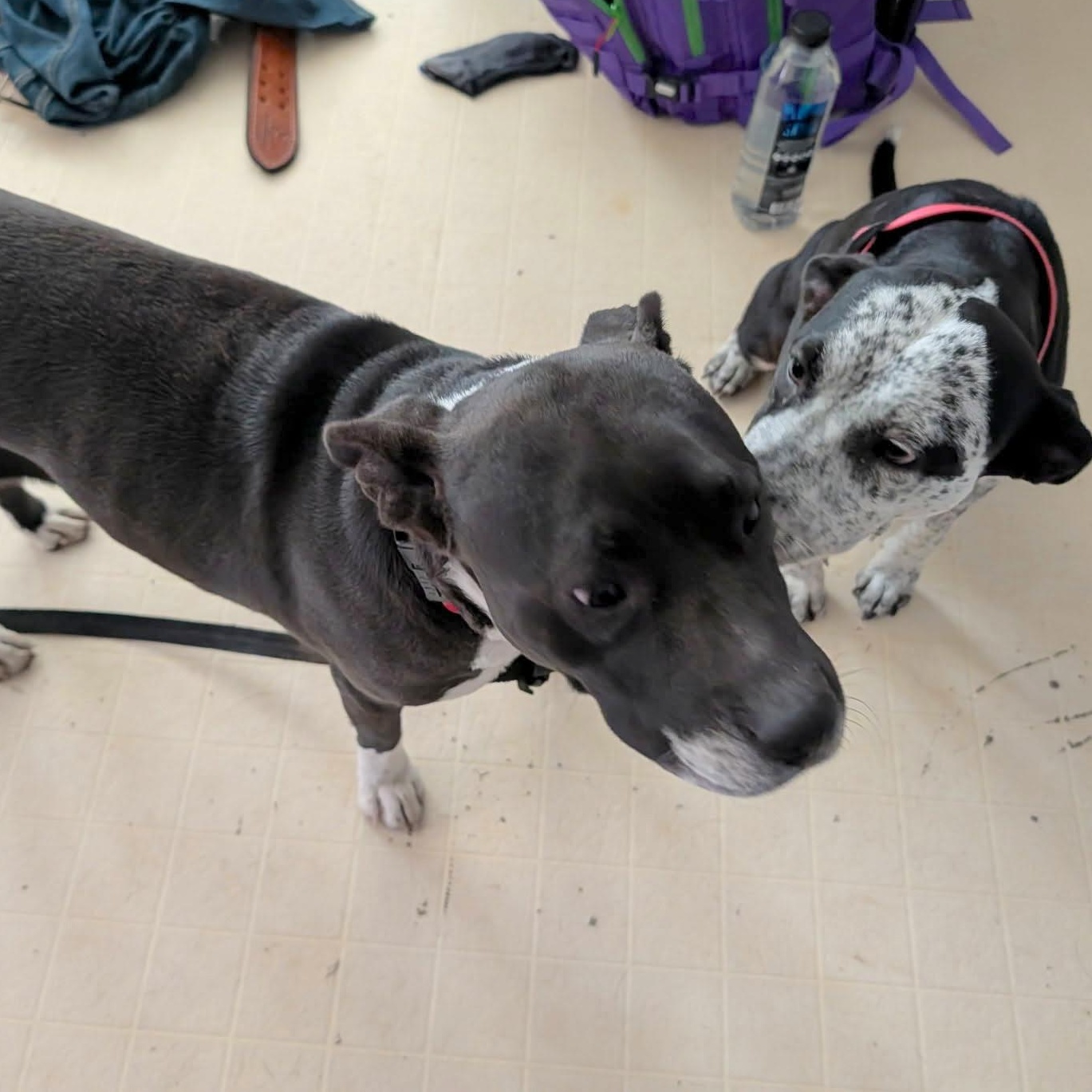 Satine, a Adoptable mixed breed in Fort Lupton, CO image 3/6