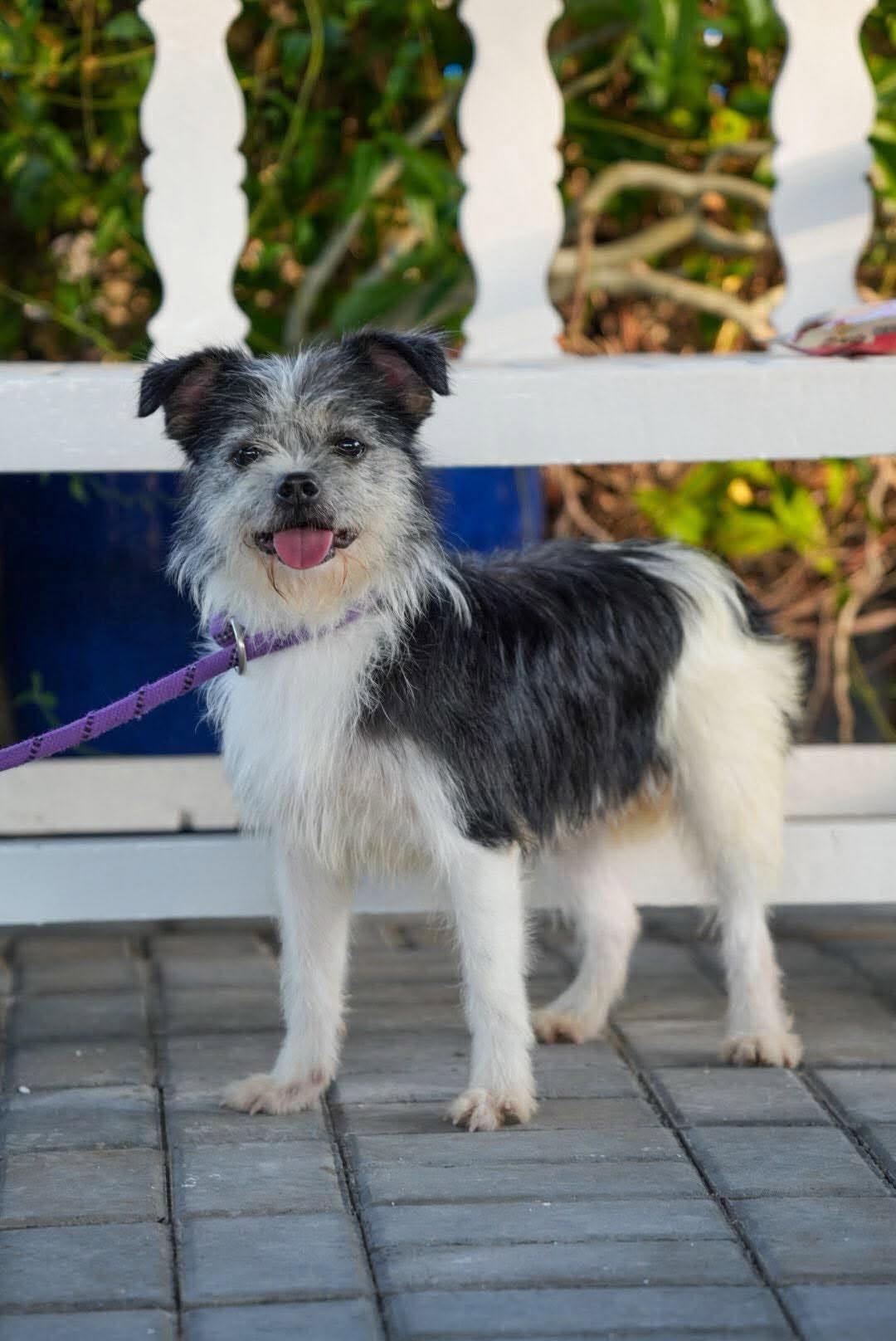 Enlarge Rachel, a Adoptable mixed breed in Bethel Park, PA image 1/5
