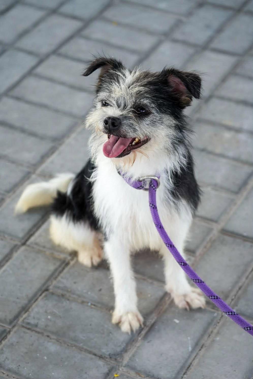 Enlarge Rachel, a Adoptable mixed breed in Bethel Park, PA image 5/5
