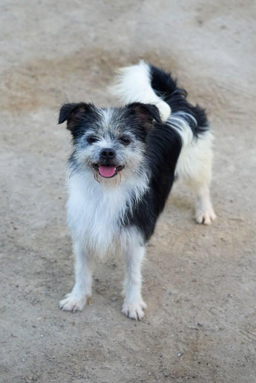 Enlarge Rachel, a Adoptable mixed breed in Bethel Park, PA image 2/5