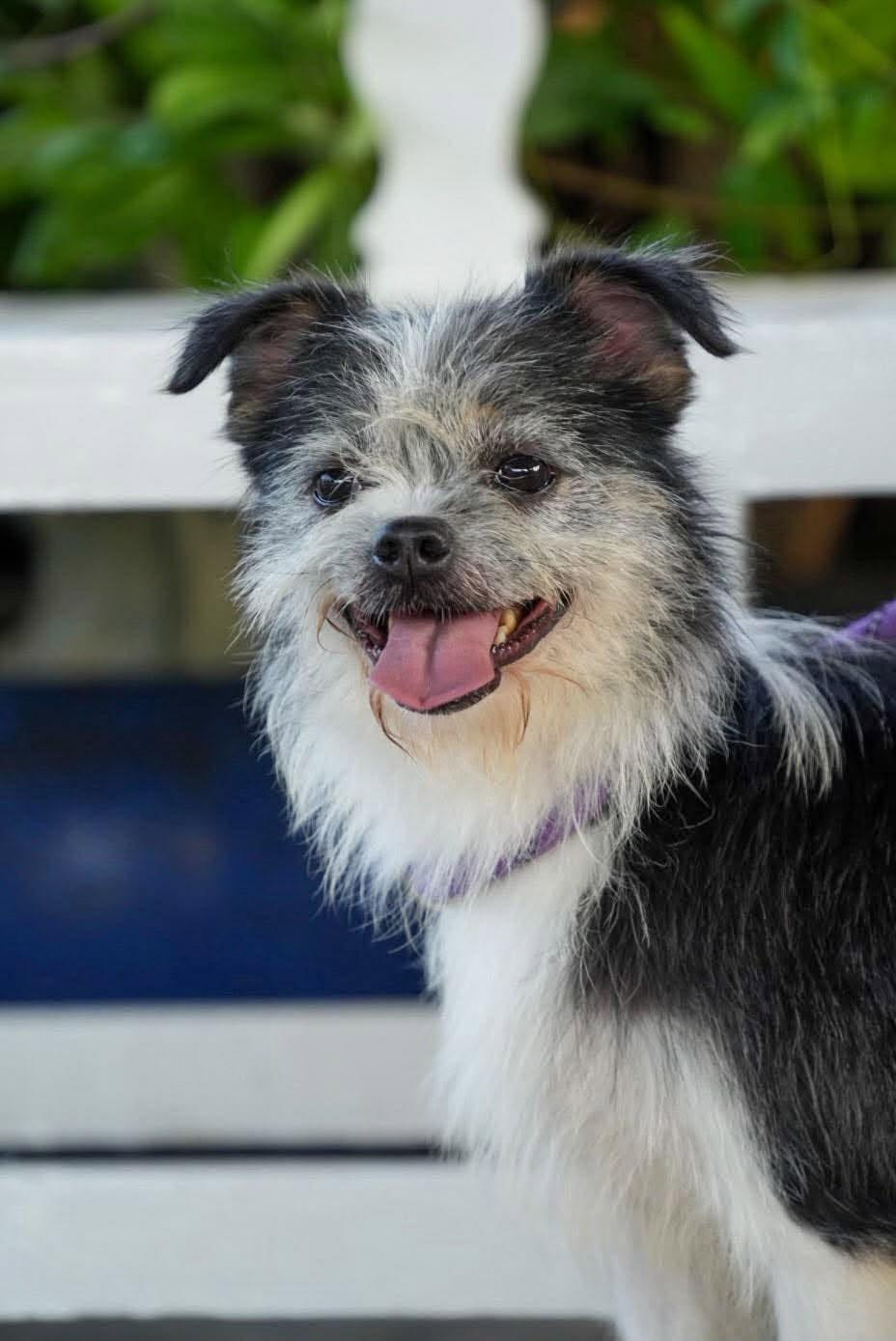 Enlarge Rachel, a Adoptable mixed breed in Bethel Park, PA image 4/5