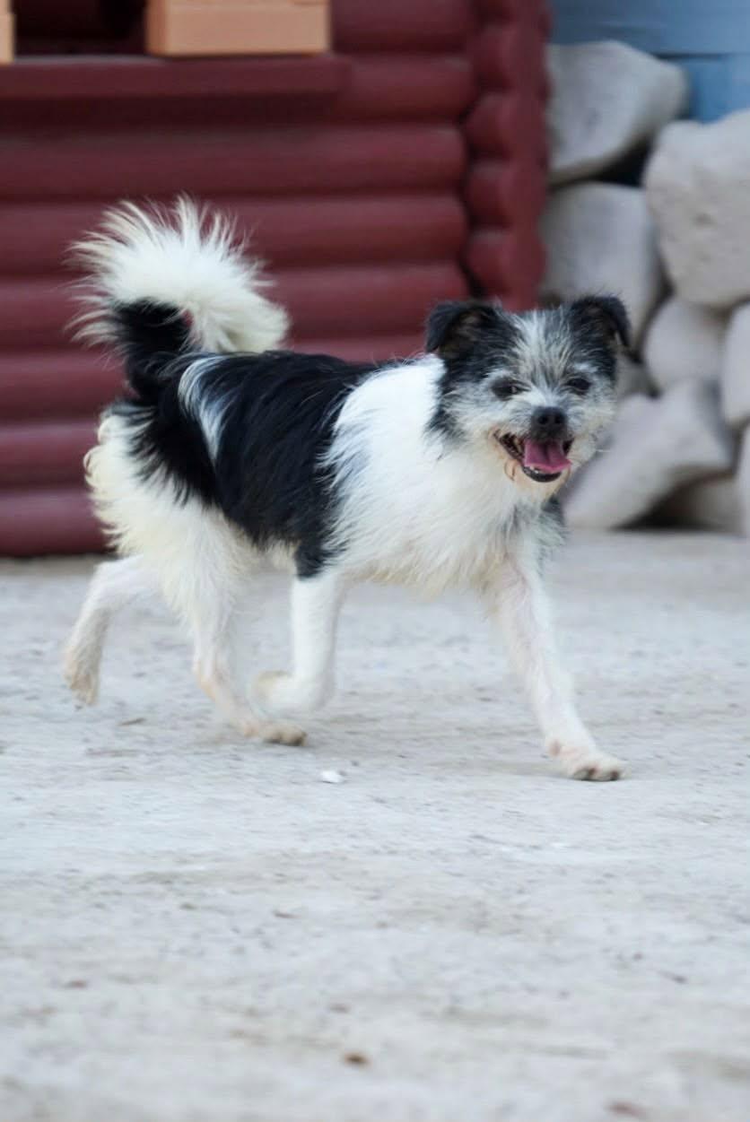 Enlarge Rachel, a Adoptable mixed breed in Bethel Park, PA image 3/5