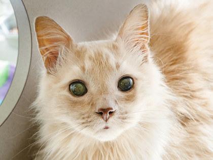 Joey — thumbnail 2