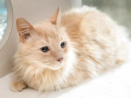 Joey — thumbnail 3