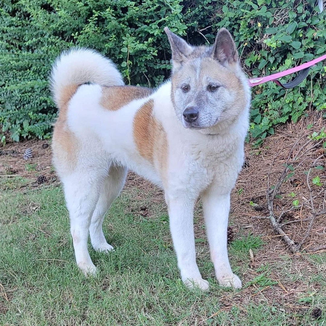 Grace, Adoptable, Adult Female Akita.