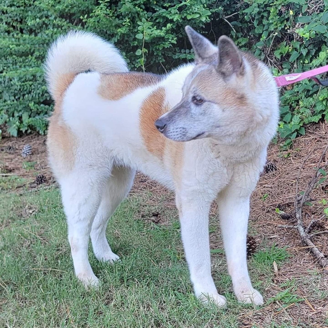Grace, a Adoptable Akita in Chesapeake, VA image 2/8