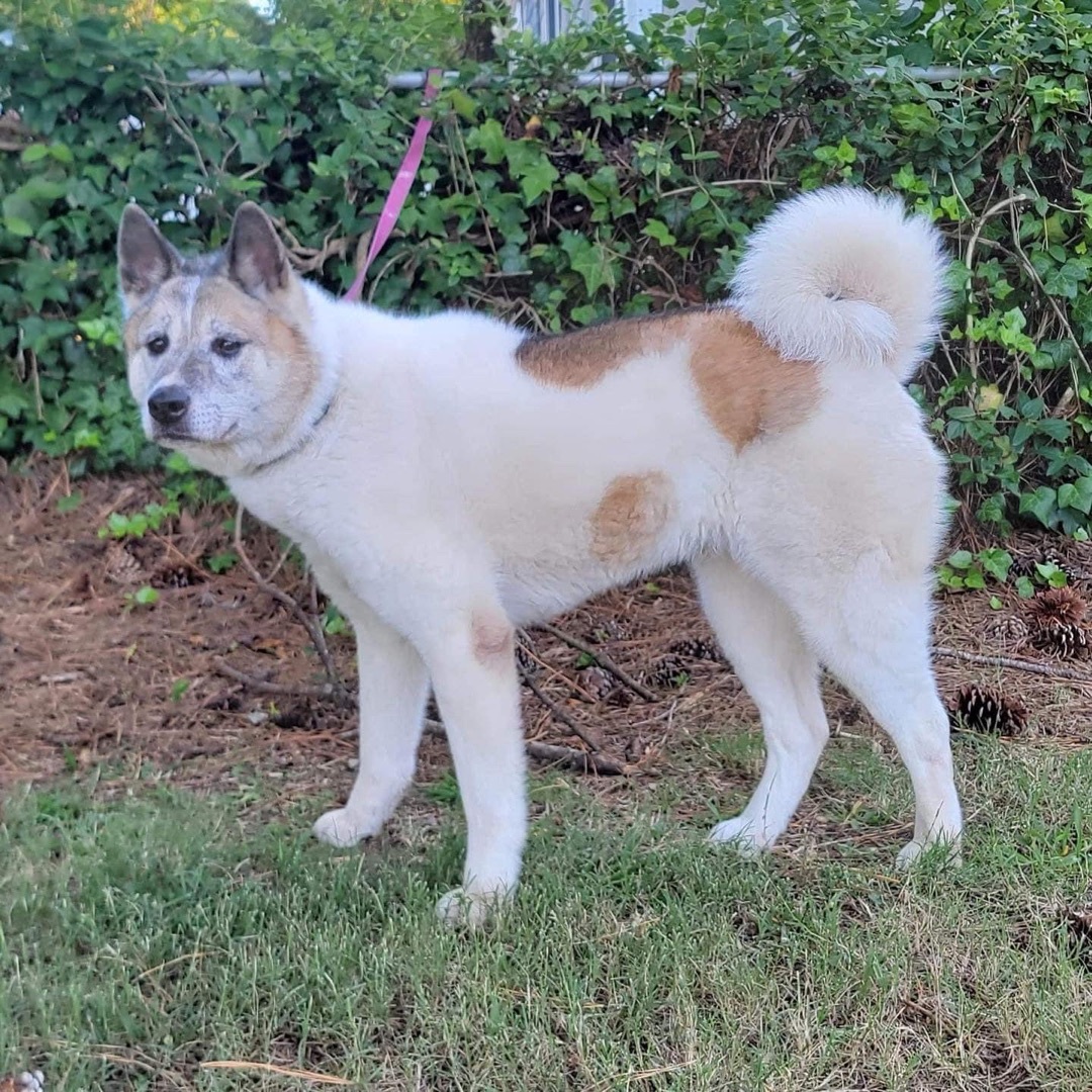 Grace, a Adoptable Akita in Chesapeake, VA image 3/8