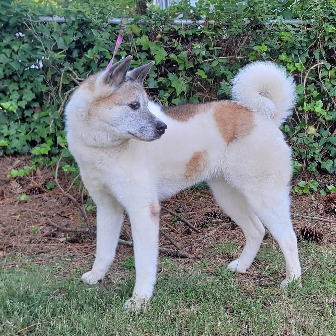 Grace, a Adoptable Akita in Chesapeake, VA image 4/8