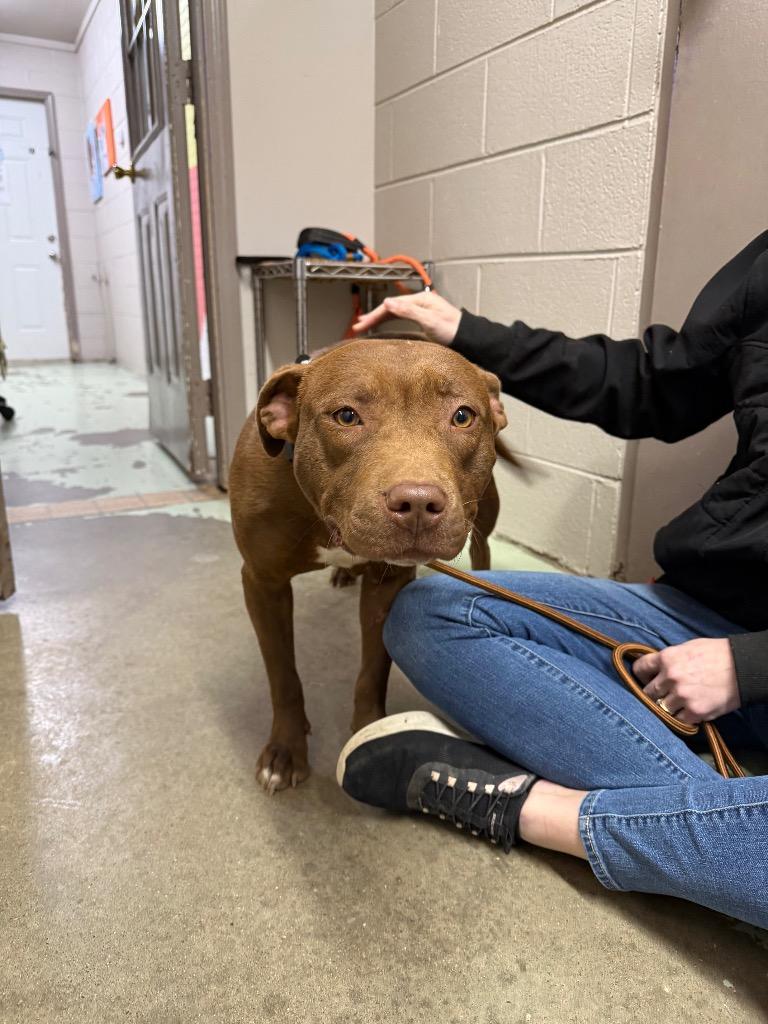 Honey, Adoptable, Young Female Mixed Breed.