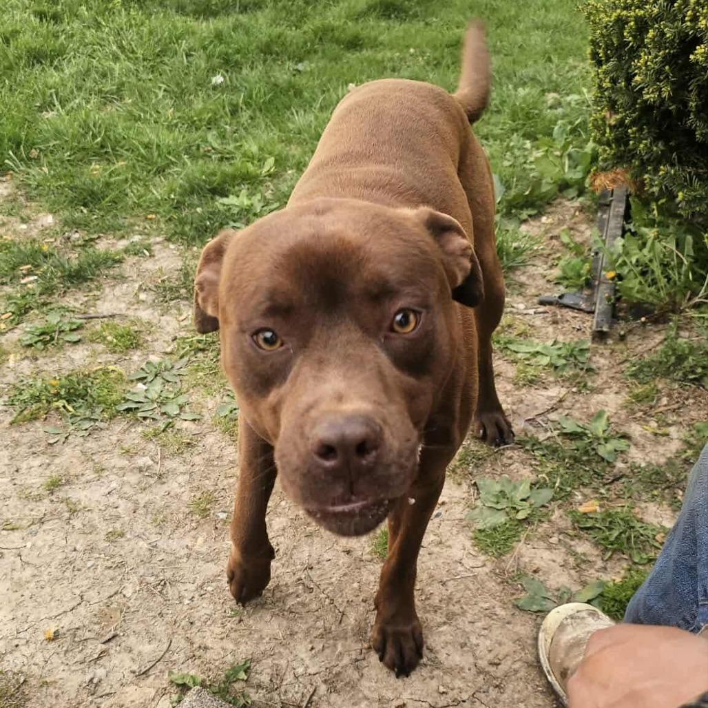 Enlarge CoCo, a Adoptable Pit Bull Terrier in Brooksville, KY image 1/1