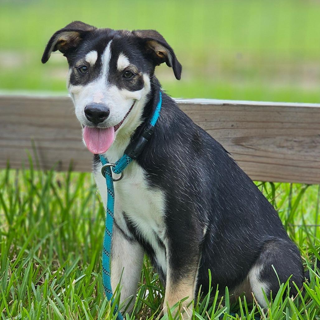 Enlarge Milo, a Adoptable mixed breed in Cleveland, TX image 1/2