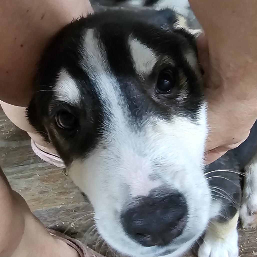 Enlarge Milo, a Adoptable mixed breed in Cleveland, TX image 2/2