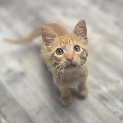 Pippin