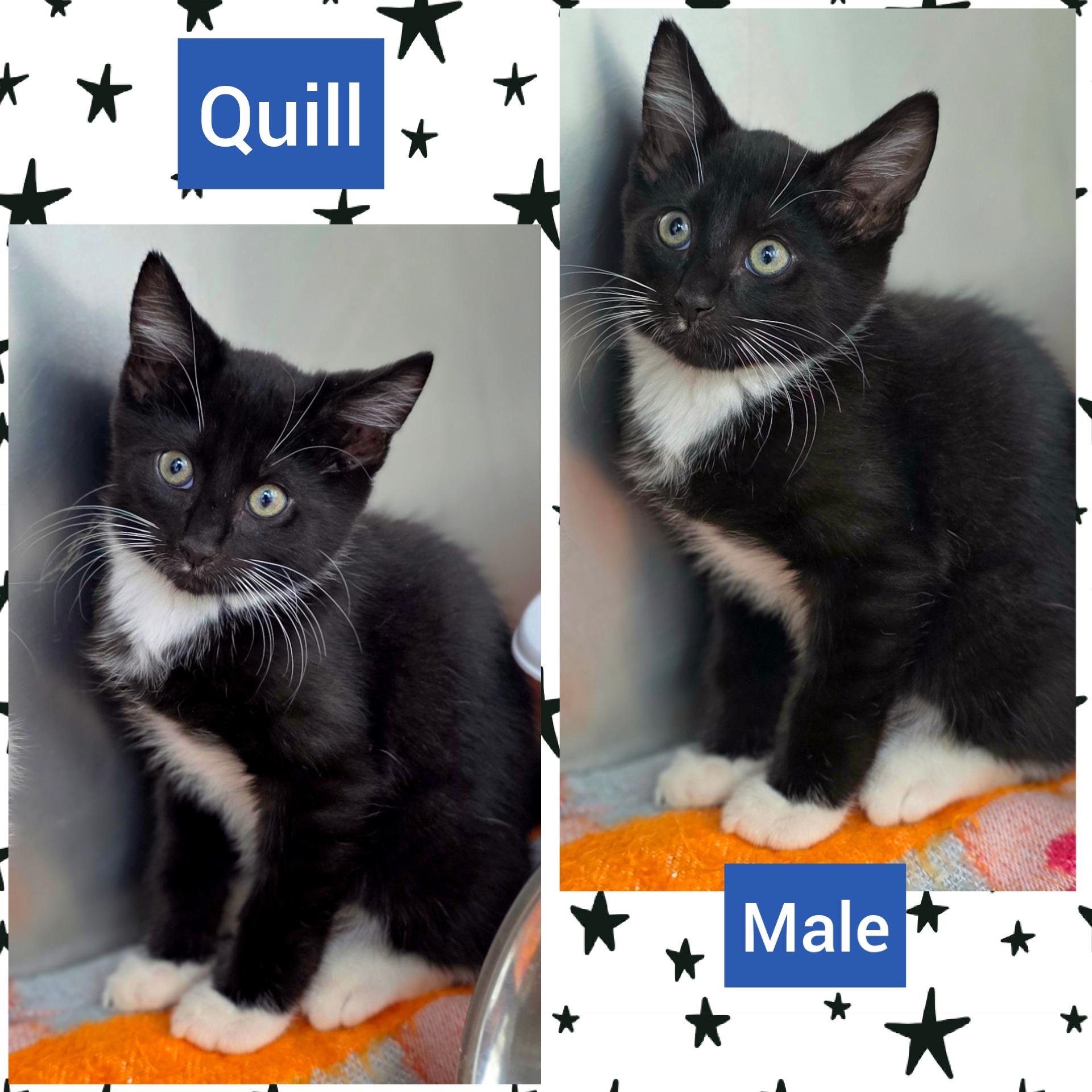 Enlarge Quill, a Adoptable Domestic Short Hair in Beaverton, OR image 2/2