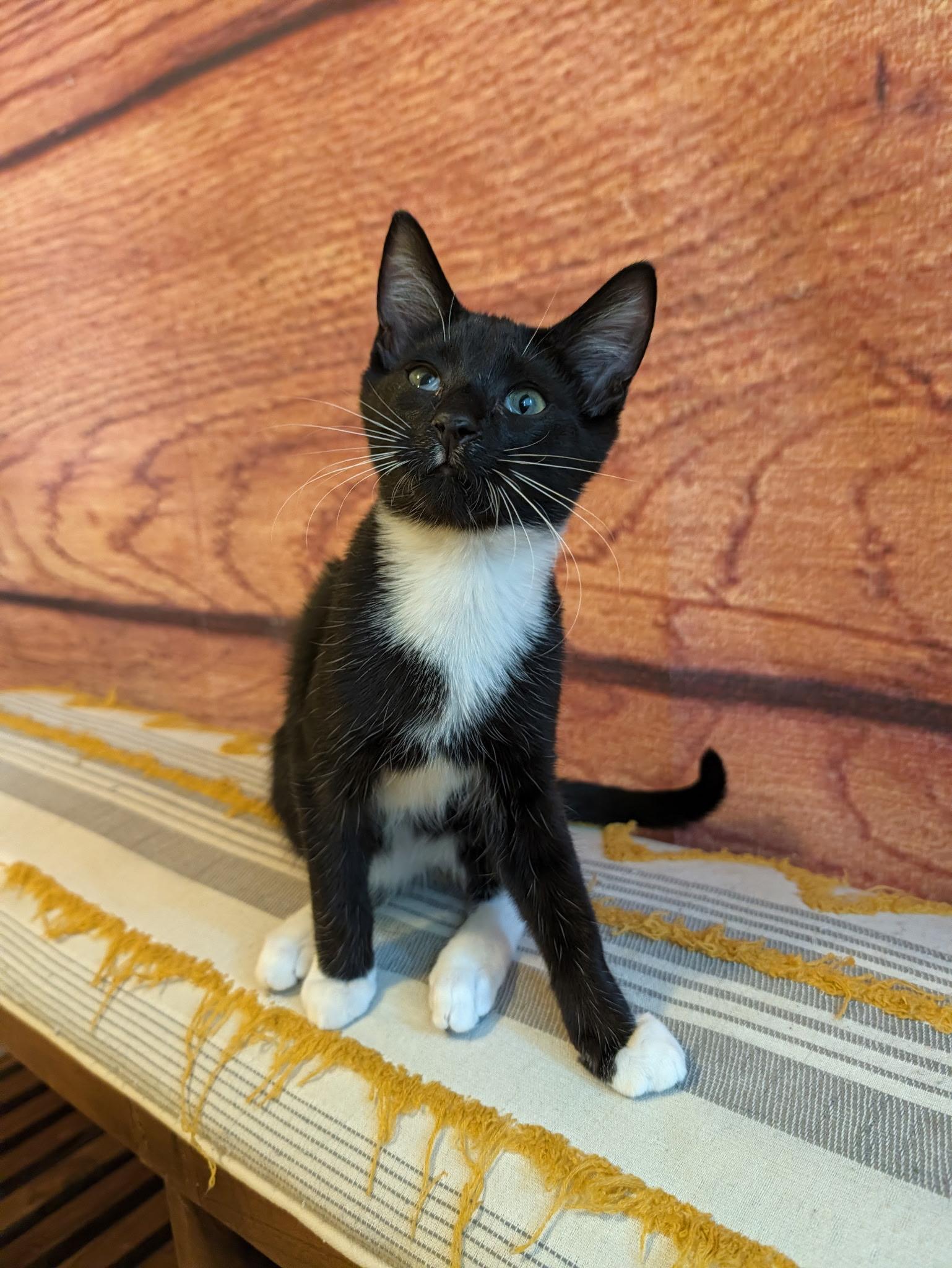 Quill, Adoptable, Kitten Male Domestic Short Hair.