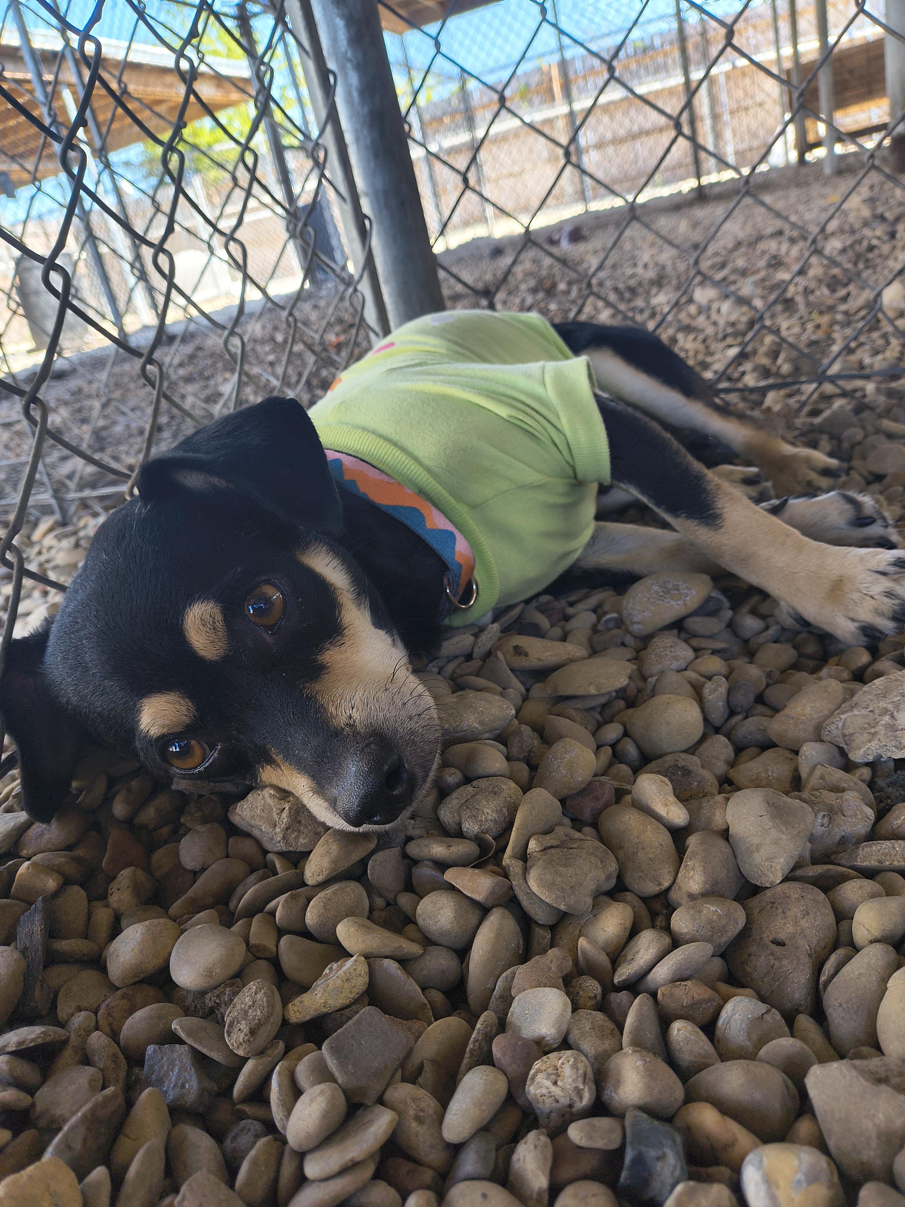 Enlarge Beaker, an adopted Miniature Pinscher in Plano, TX image 1/3