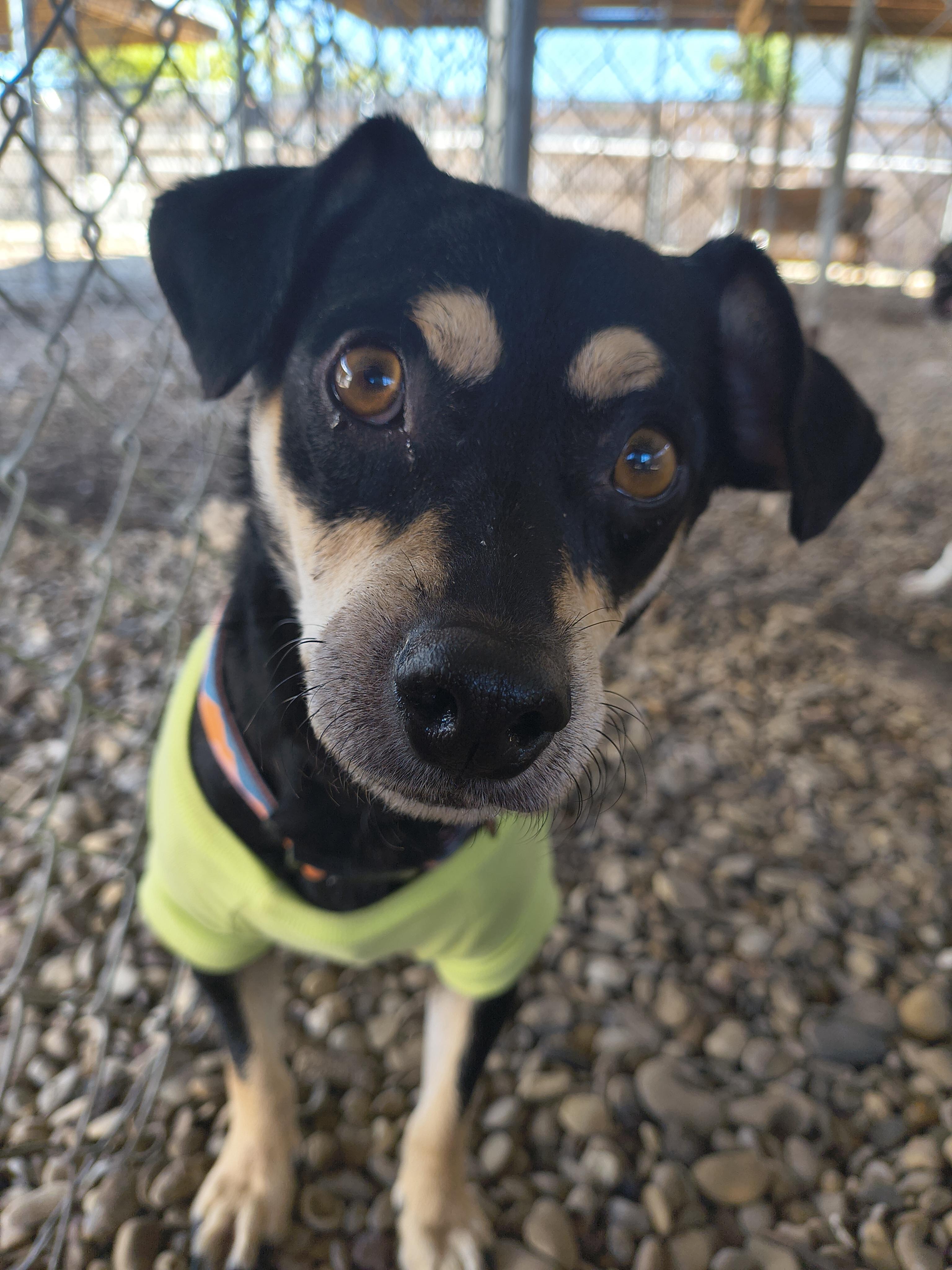 Enlarge Beaker, an adopted Miniature Pinscher in Plano, TX image 2/3