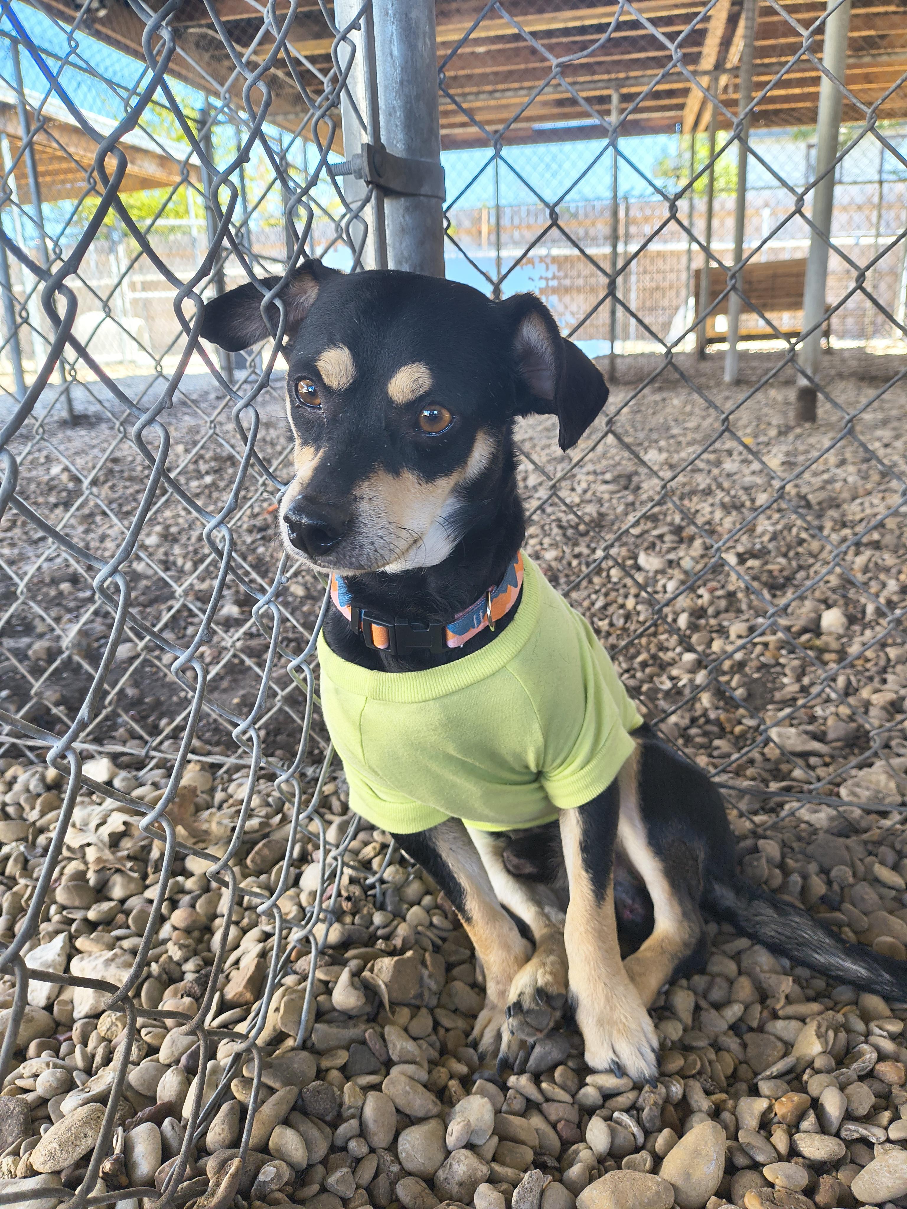Enlarge Beaker, an adopted Miniature Pinscher in Plano, TX image 3/3