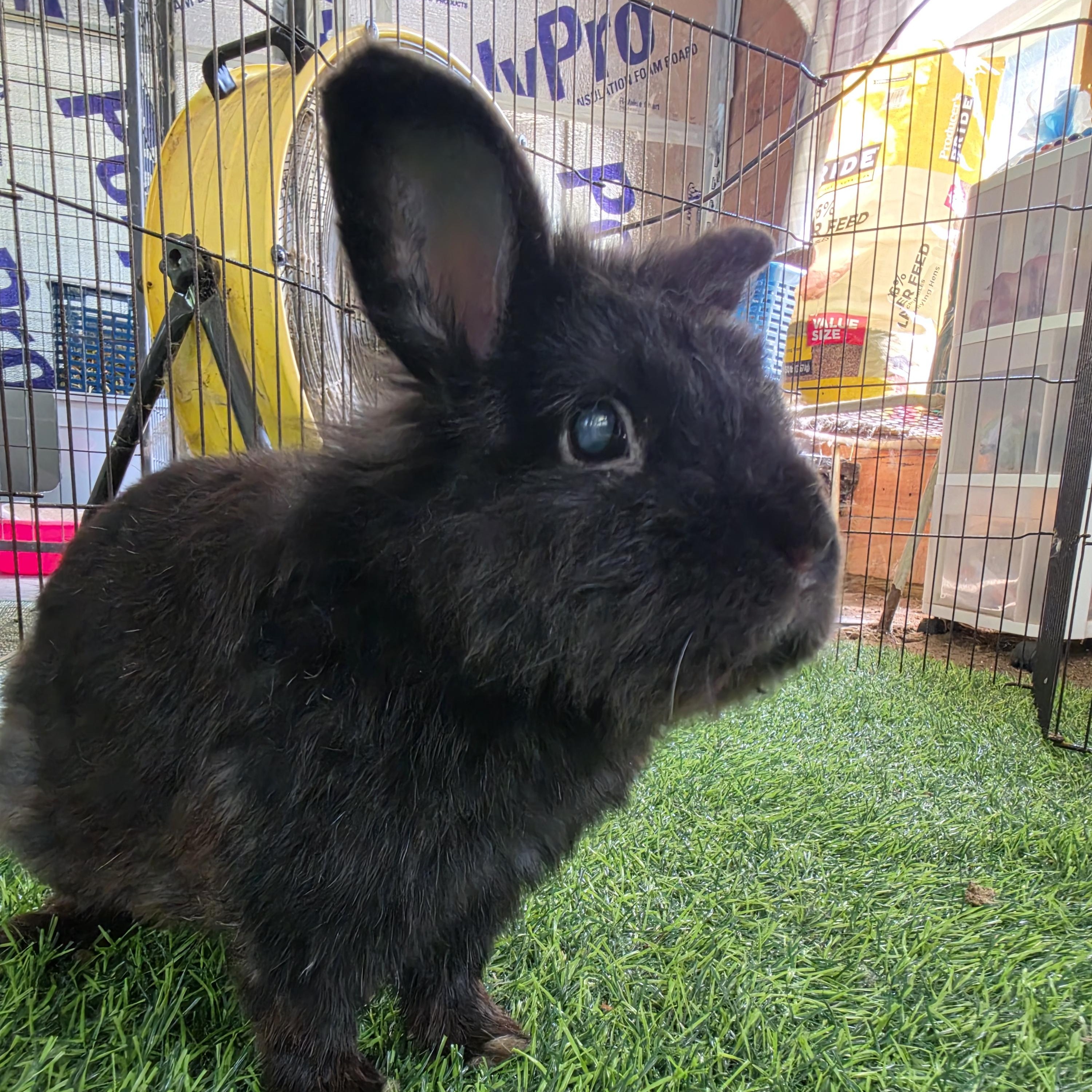 Raven, Adoptable, Senior Male Netherland Dwarf.