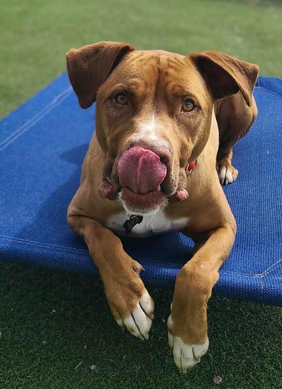 Shep, Adoptable, Adult Male Pit Bull Terrier & Mixed Breed.