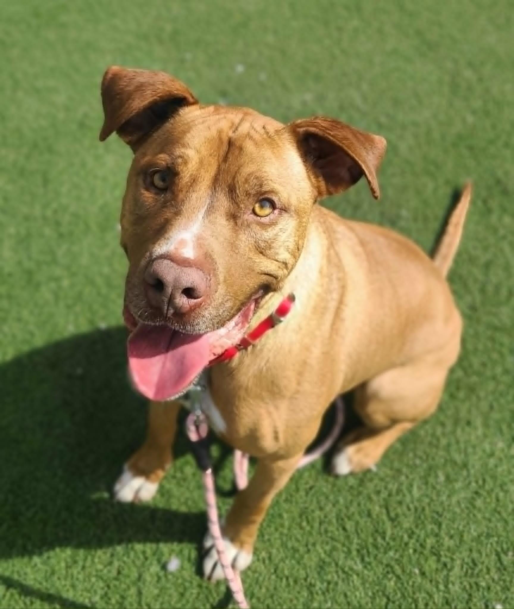 Shep, a Adoptable mixed breed in Fruit Heights, UT image 2/6