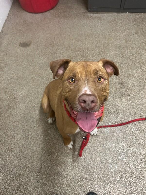 Shep, a Adoptable mixed breed in Fruit Heights, UT image 3/6