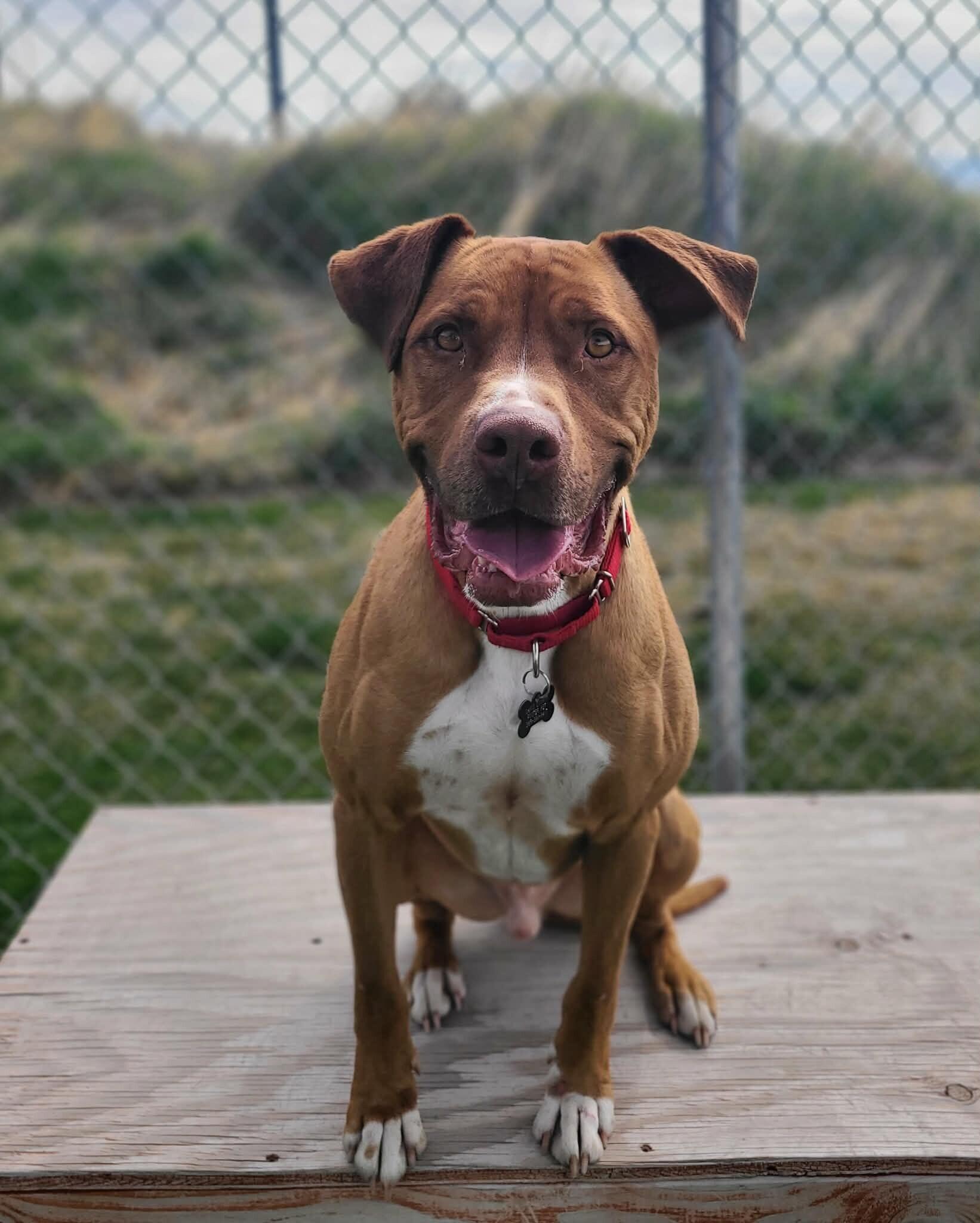 Shep, a Adoptable mixed breed in Fruit Heights, UT image 4/6