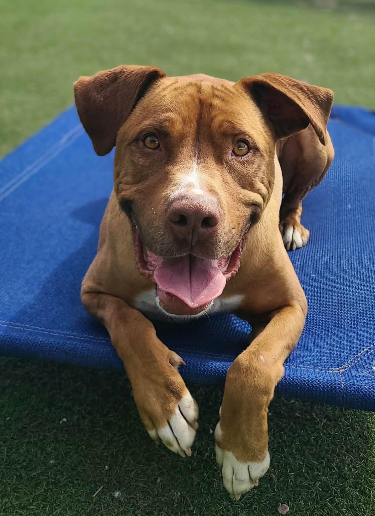 Shep, a Adoptable mixed breed in Fruit Heights, UT image 5/6