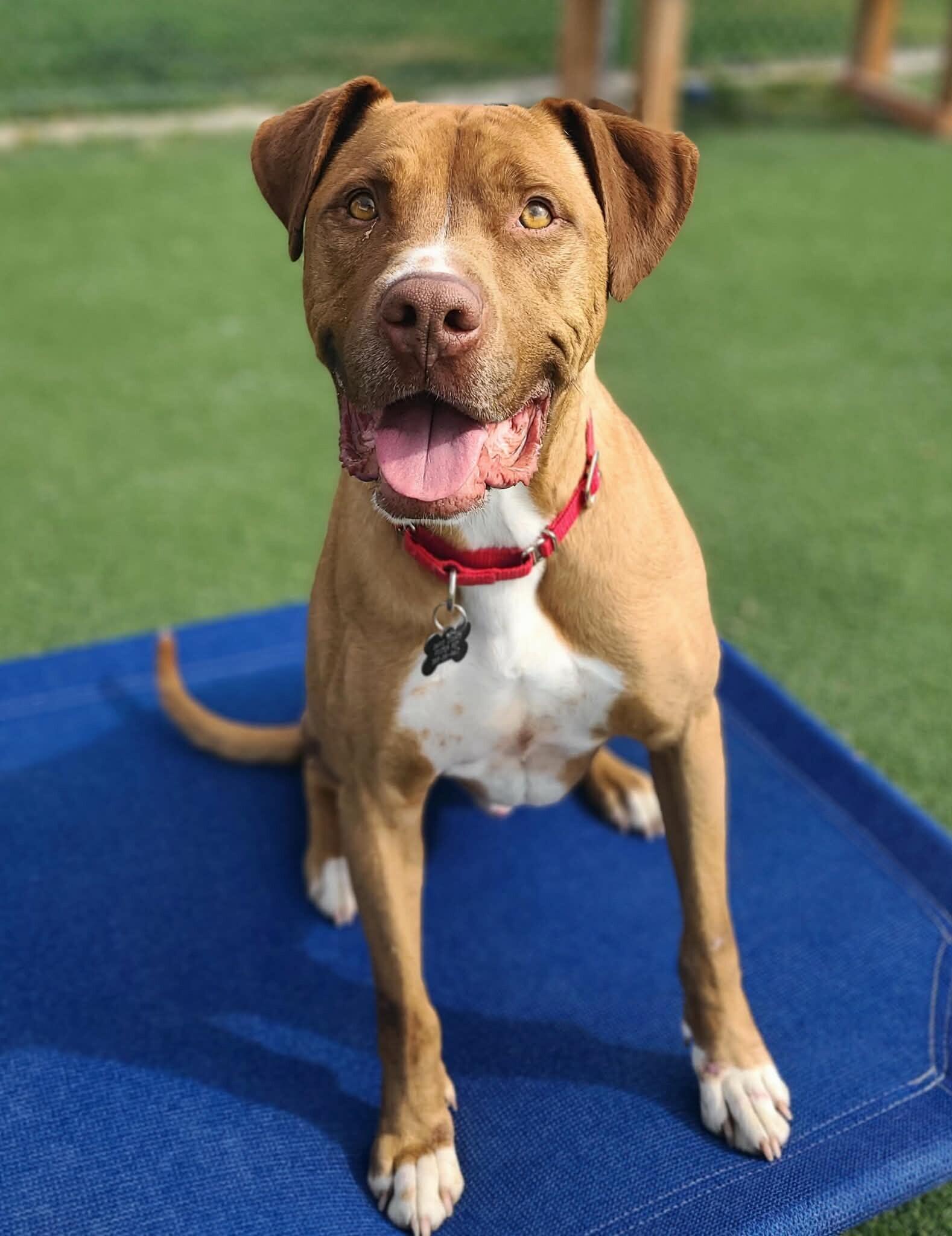 Shep, a Adoptable mixed breed in Fruit Heights, UT image 6/6