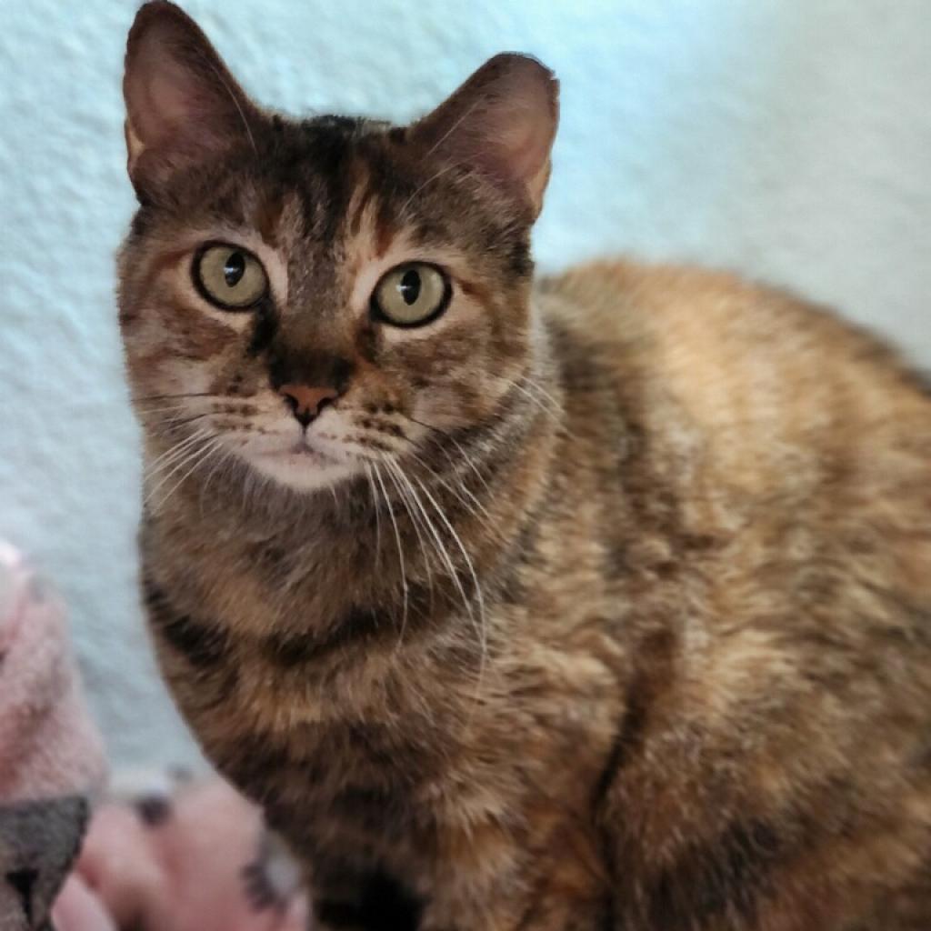 Lilly, Adoptable, Senior Female Domestic Short Hair.