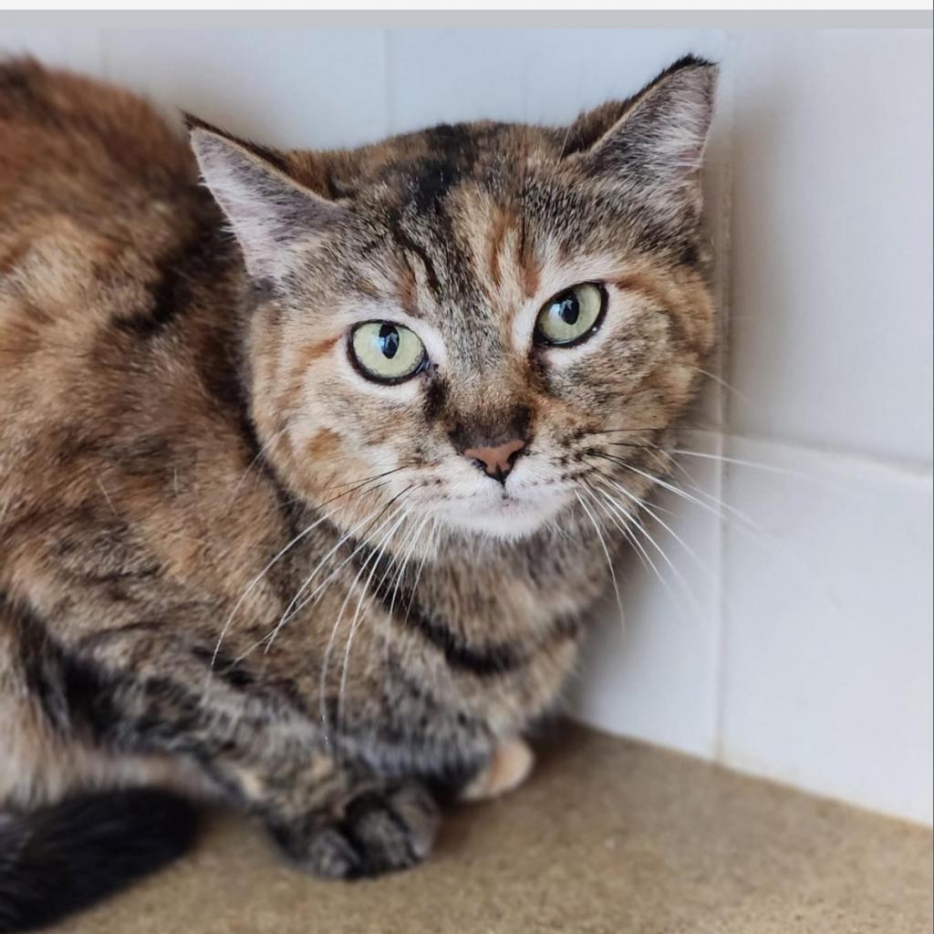 Enlarge Lilly, a Adoptable Domestic Short Hair in Flower Mound, TX image 2/2