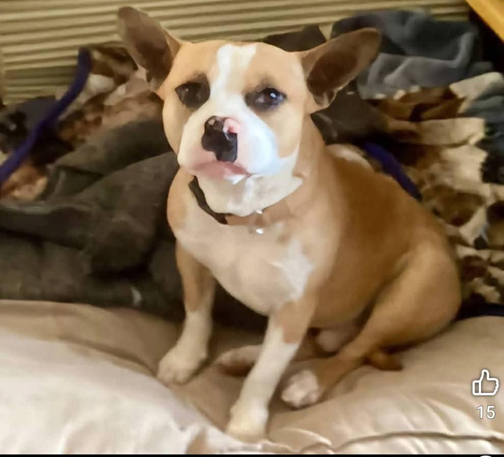 Yoda, Adoptable, Young Male French Bulldog.