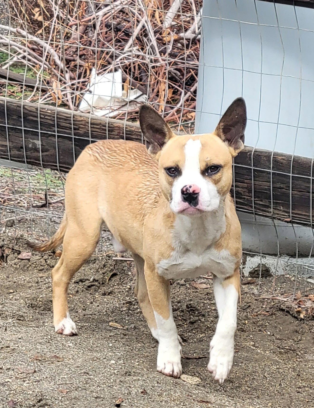 Yoda, a Adoptable French Bulldog in Rancho Cucamonga, CA image 2/3