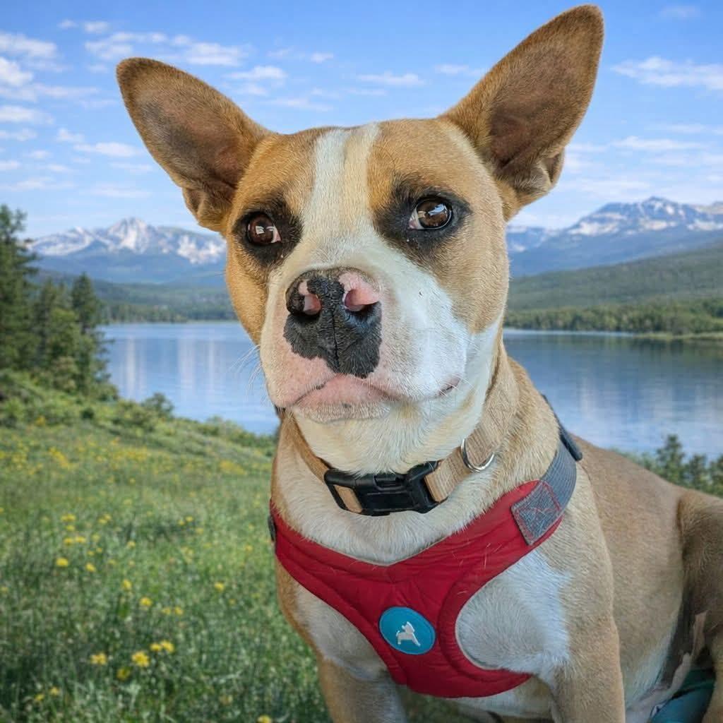 Yoda, a Adoptable French Bulldog in Rancho Cucamonga, CA image 3/3