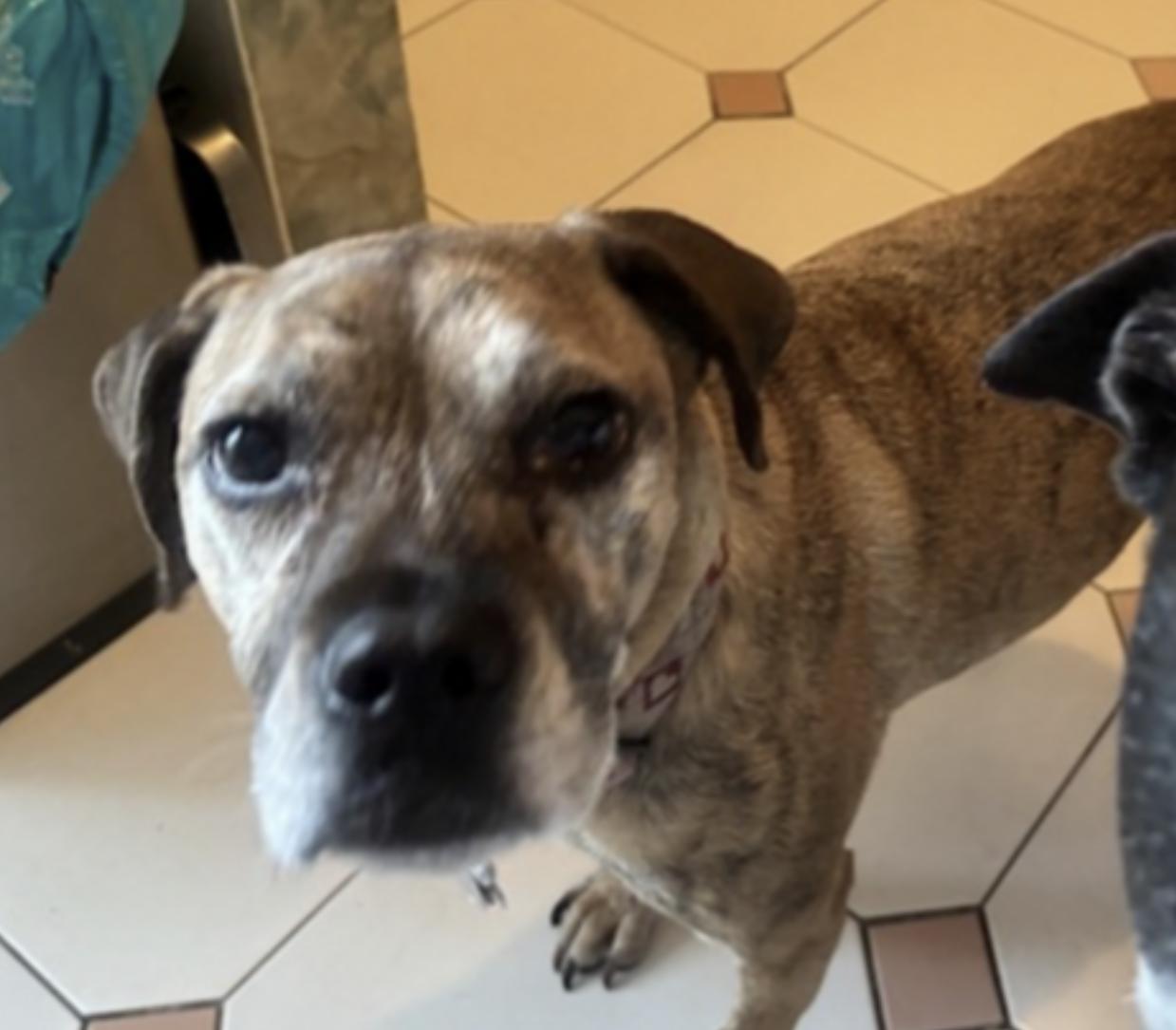 Enlarge Maya, a Adoptable mixed breed in Virginia Beach, VA image 3/6