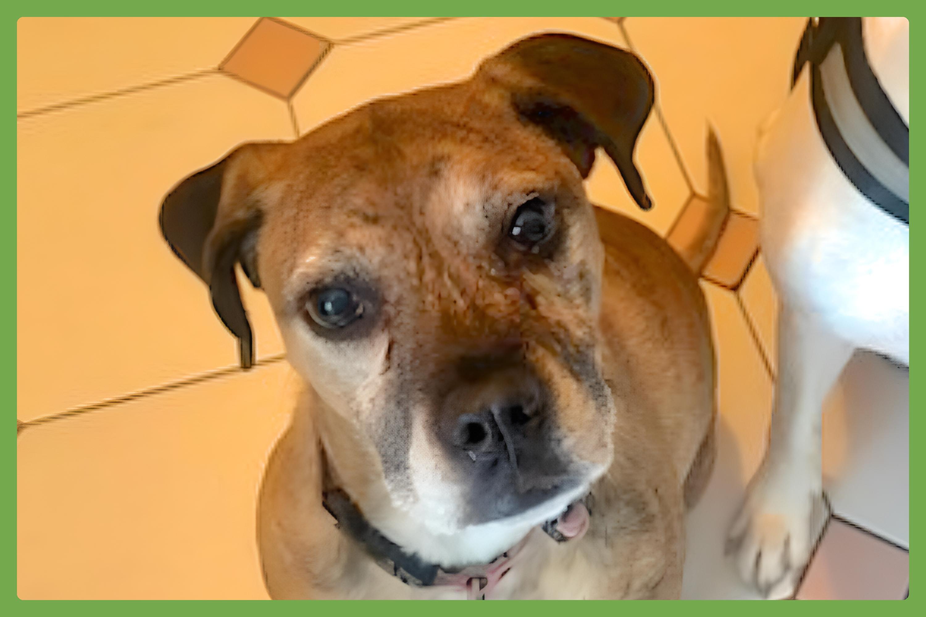 Maya, Adoptable, Adult Female Boxer & Pit Bull Terrier.