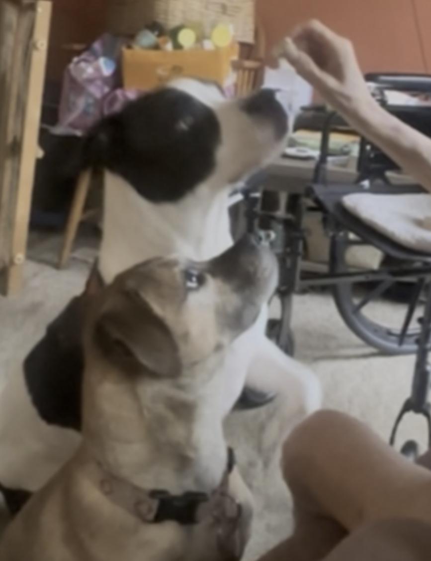 Enlarge Maya, a Adoptable mixed breed in Virginia Beach, VA image 6/6