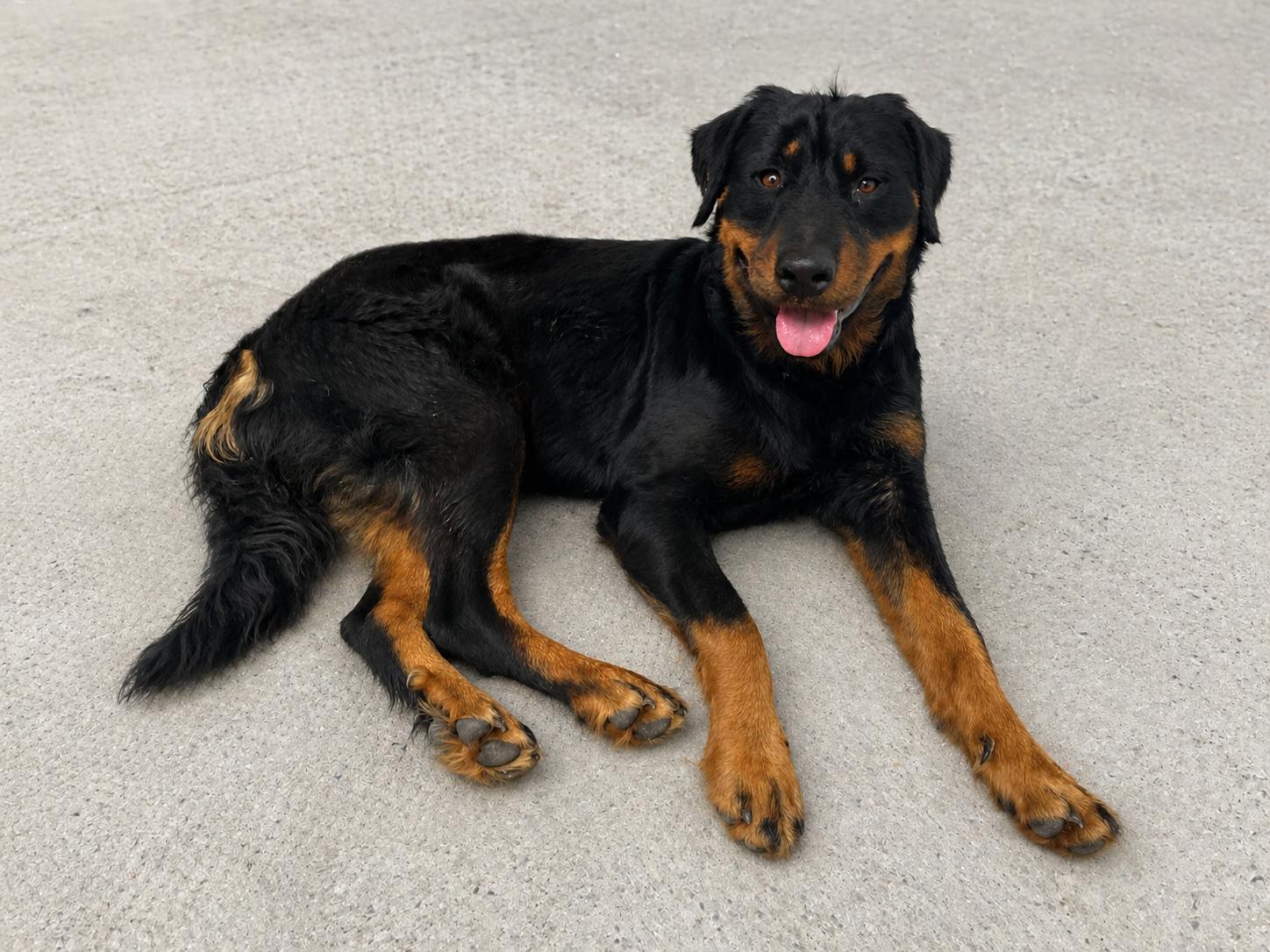 Enlarge Ivy, an adopted mixed breed in Cibolo, TX image 2/2