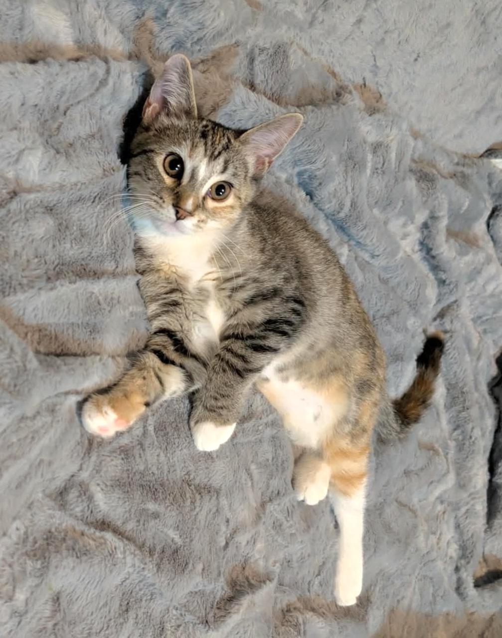 Enlarge Ivy, a Adoptable mixed breed in Granite Falls, NC image 2/6