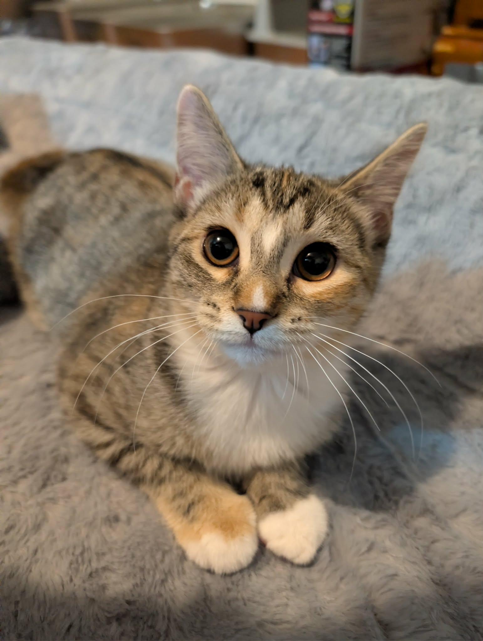 Enlarge Ivy, a Adoptable mixed breed in Granite Falls, NC image 4/6