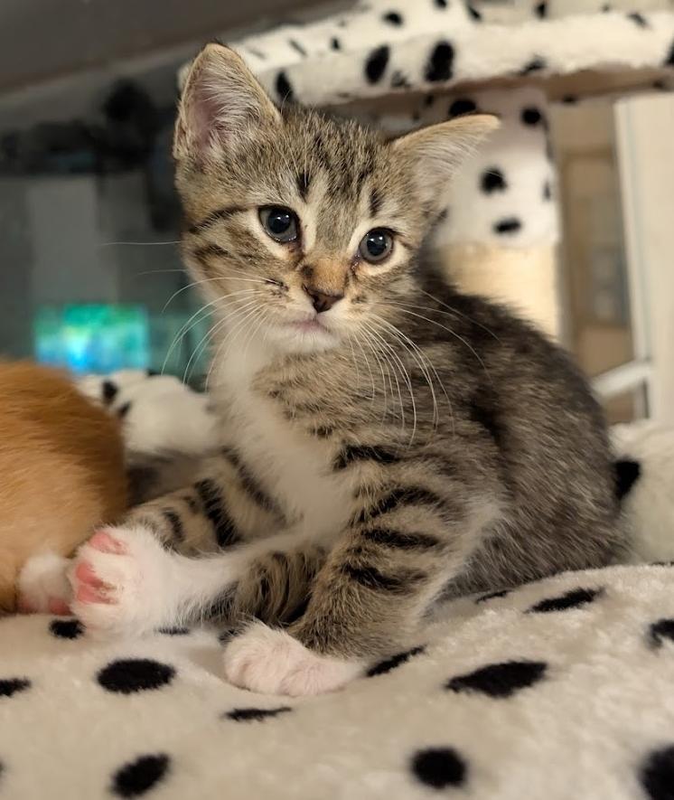 Ivy, ADOPTABLE, Kitten Female Tabby & Calico.