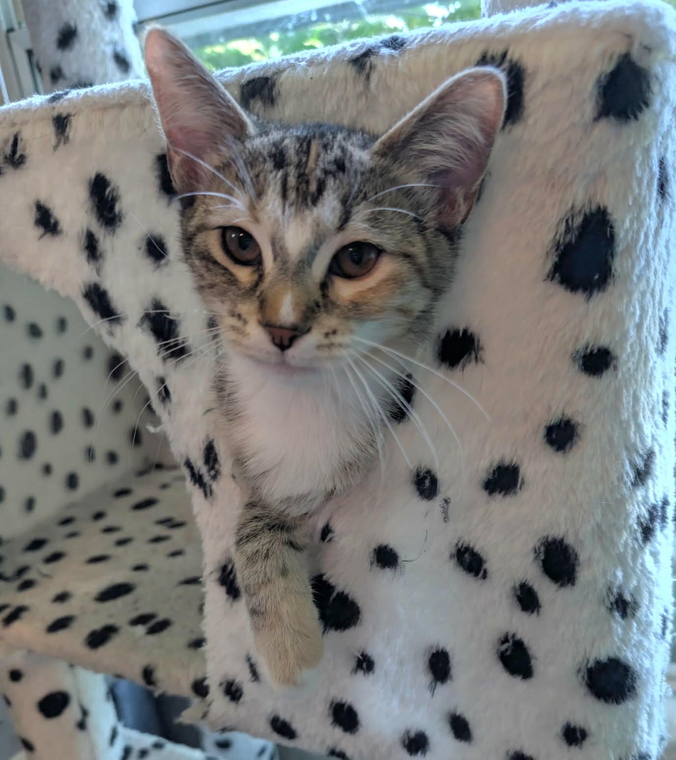 Enlarge Ivy, a Adoptable mixed breed in Granite Falls, NC image 6/6