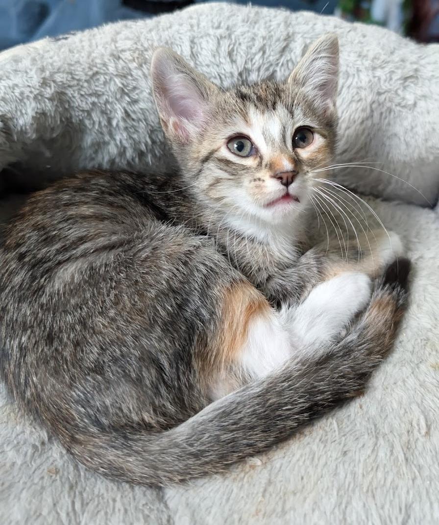 Enlarge Ivy, a ADOPTABLE mixed breed in Granite Falls, NC image 6/6