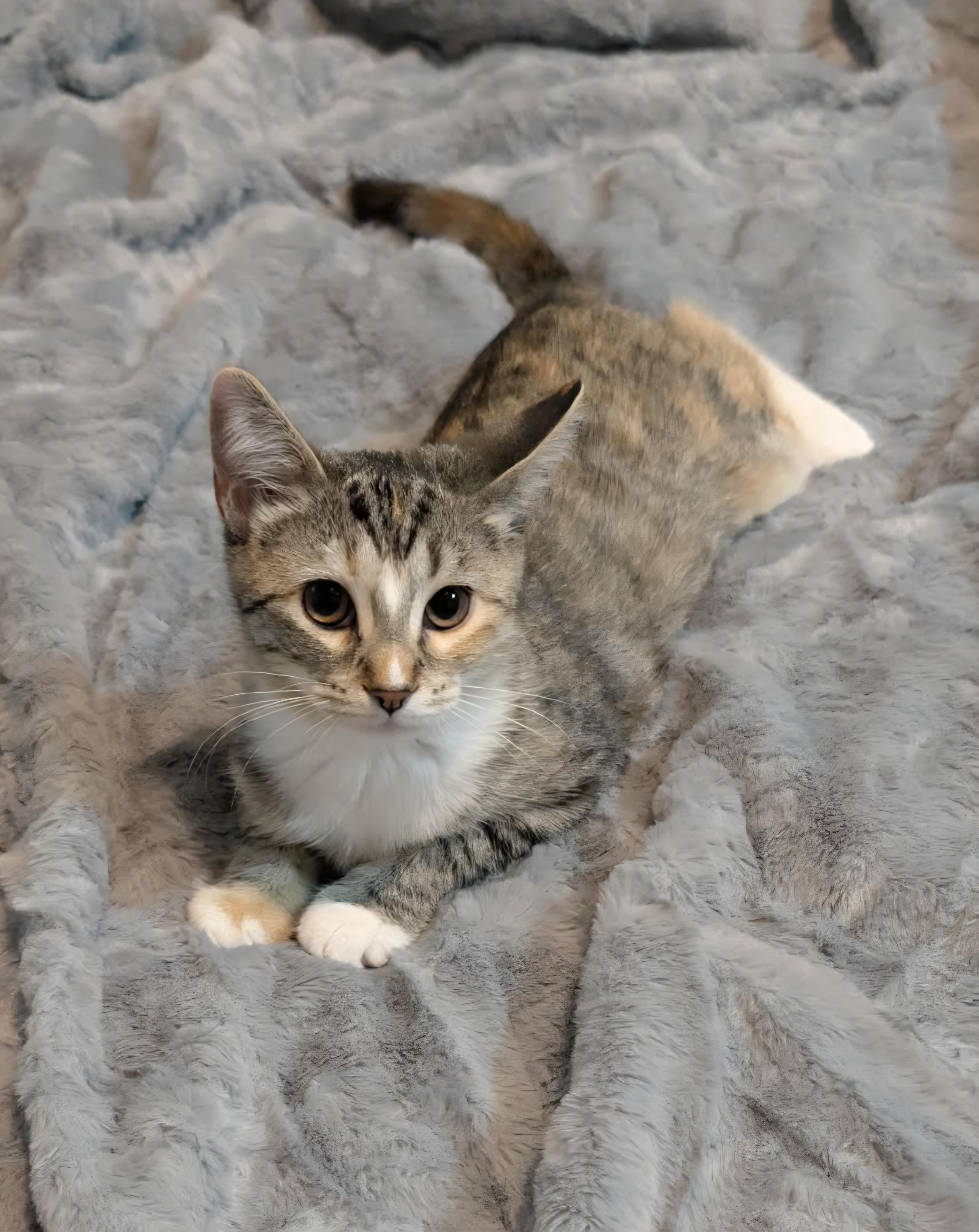 Enlarge Ivy, a Adoptable mixed breed in Granite Falls, NC image 5/6