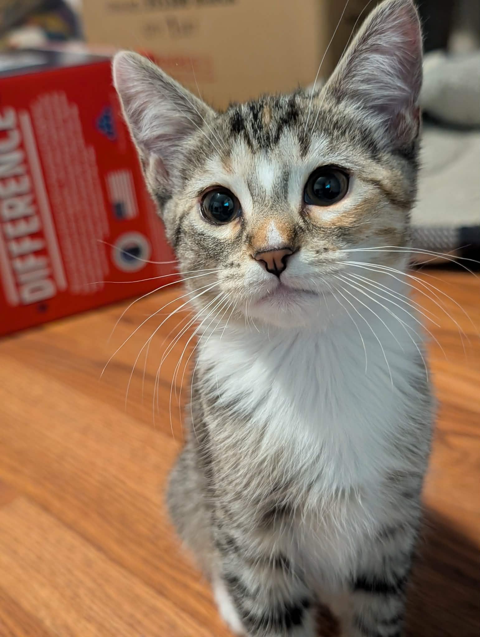 Ivy, Adoptable, Young Female Tabby & Calico.