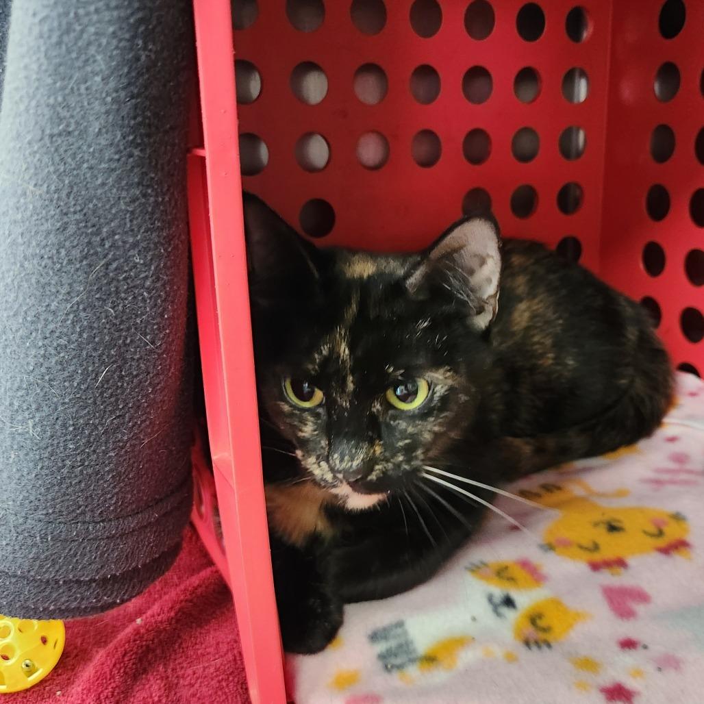 Topaz, Adoptable, Adult Female American Shorthair.