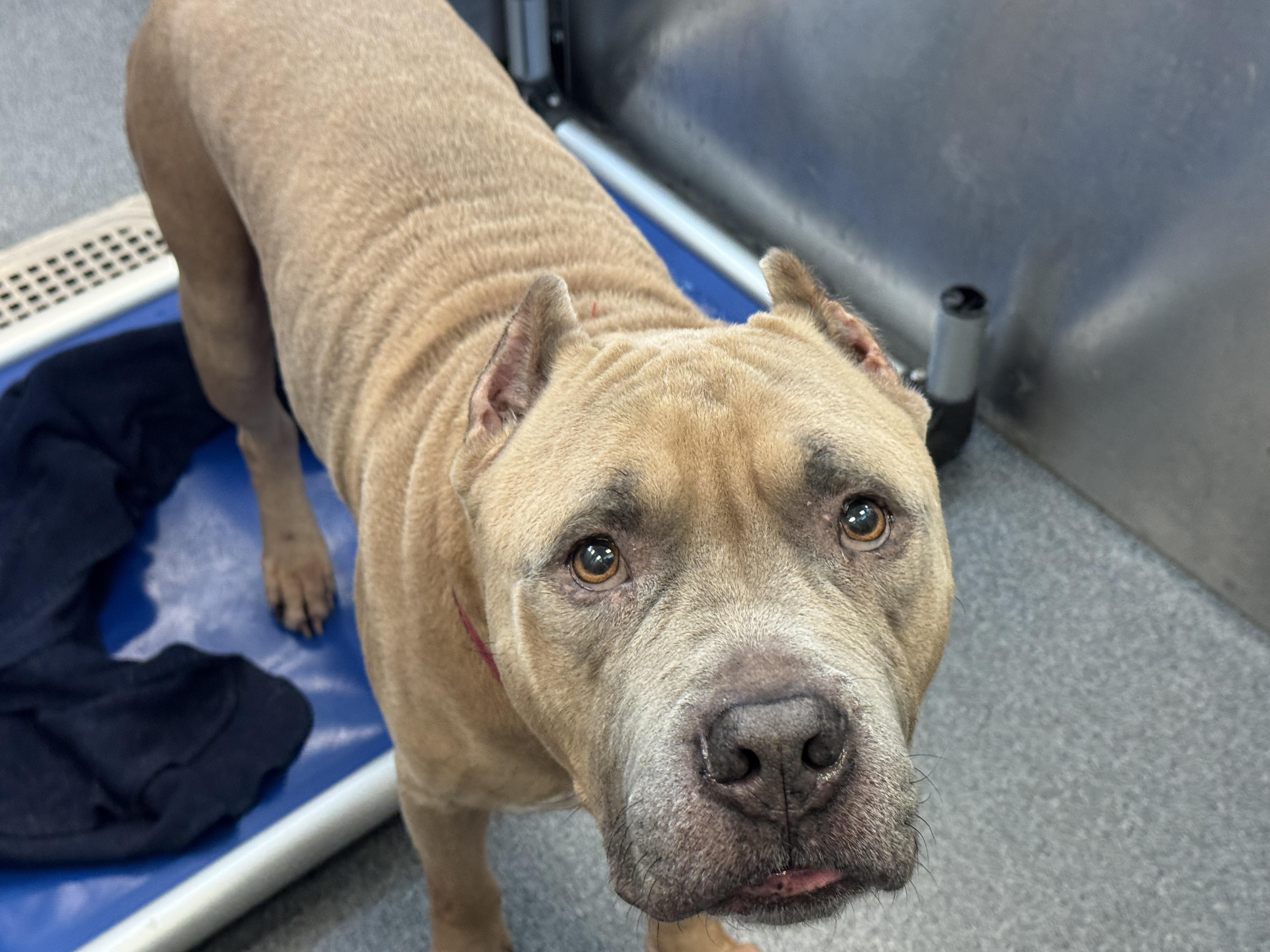 Blue **Courtesy Post. Out of town pet. See below for details**