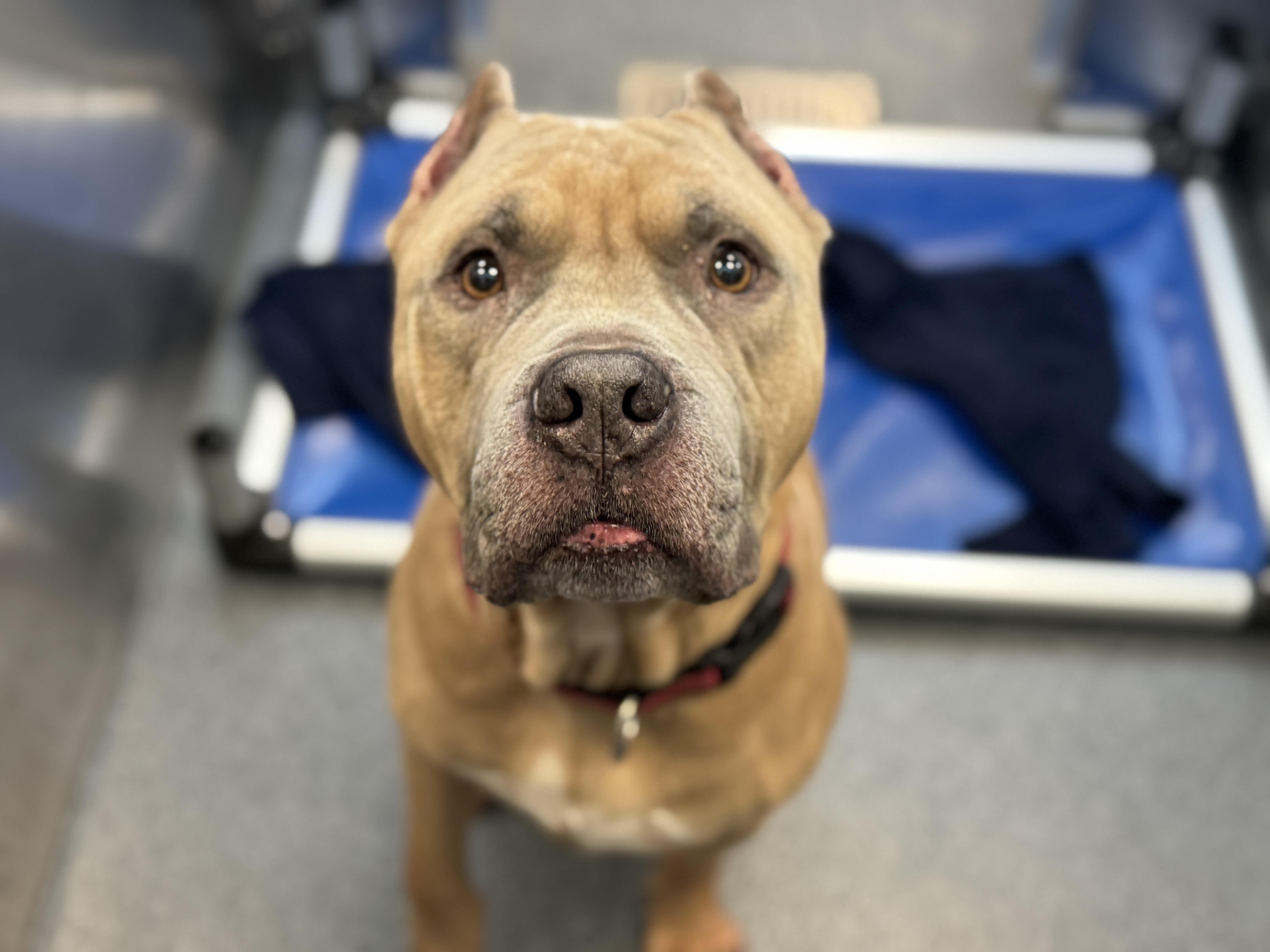 Blue **Courtesy Post. Out of town pet. See below for details**