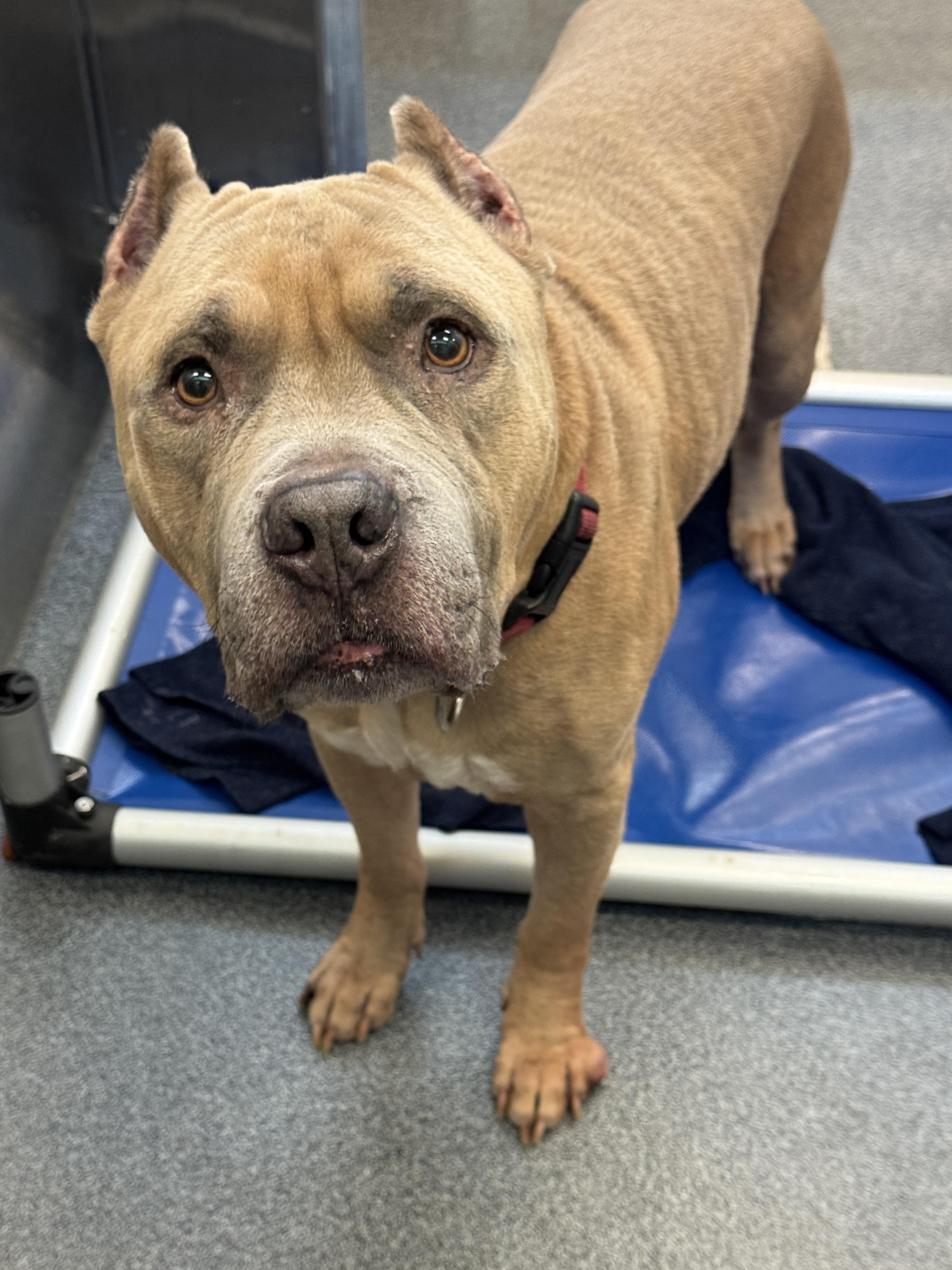 Blue **Courtesy Post. Out of town pet. See below for details**