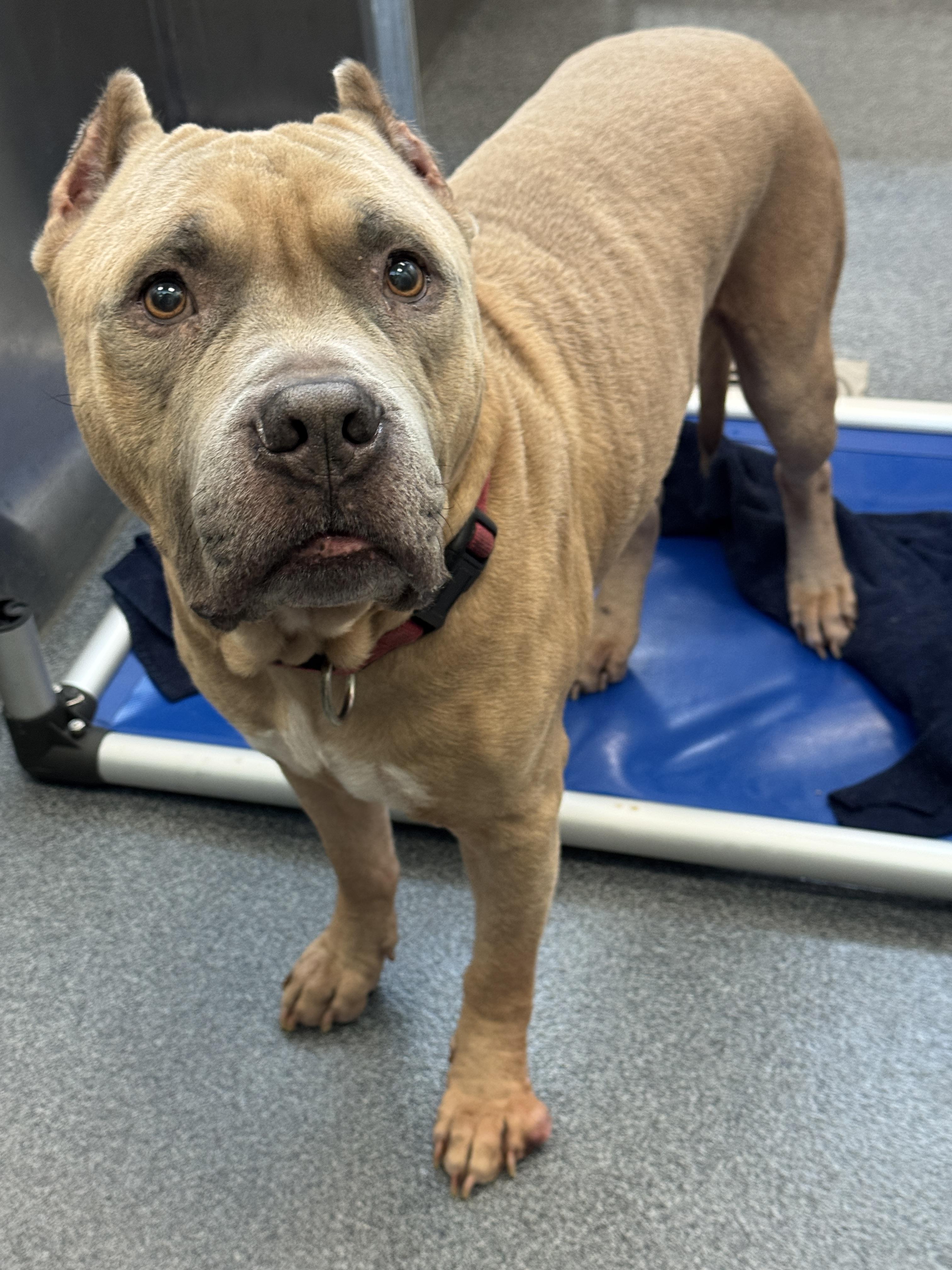 Blue **Courtesy Post. Out of town pet. See below for details**